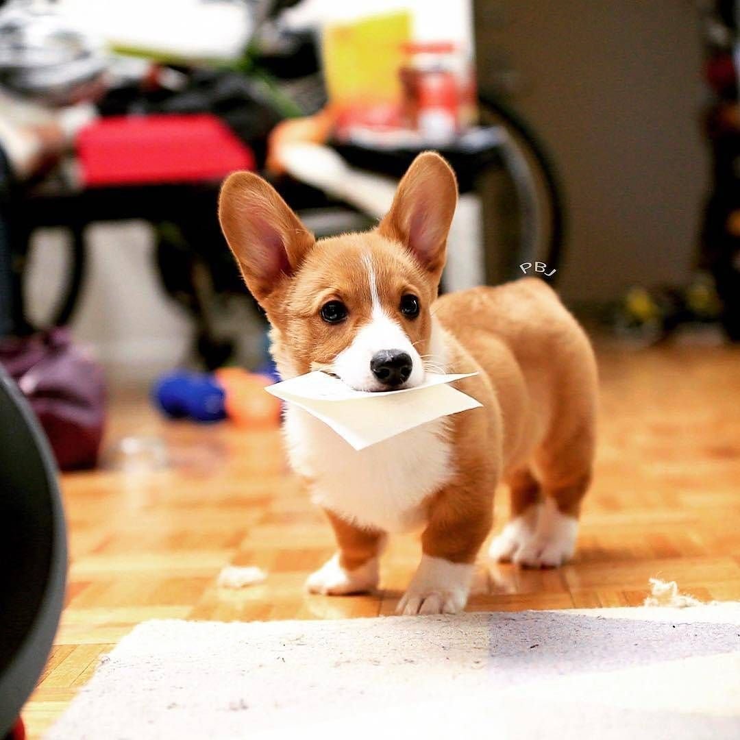 Собака корги и Джек Рассел