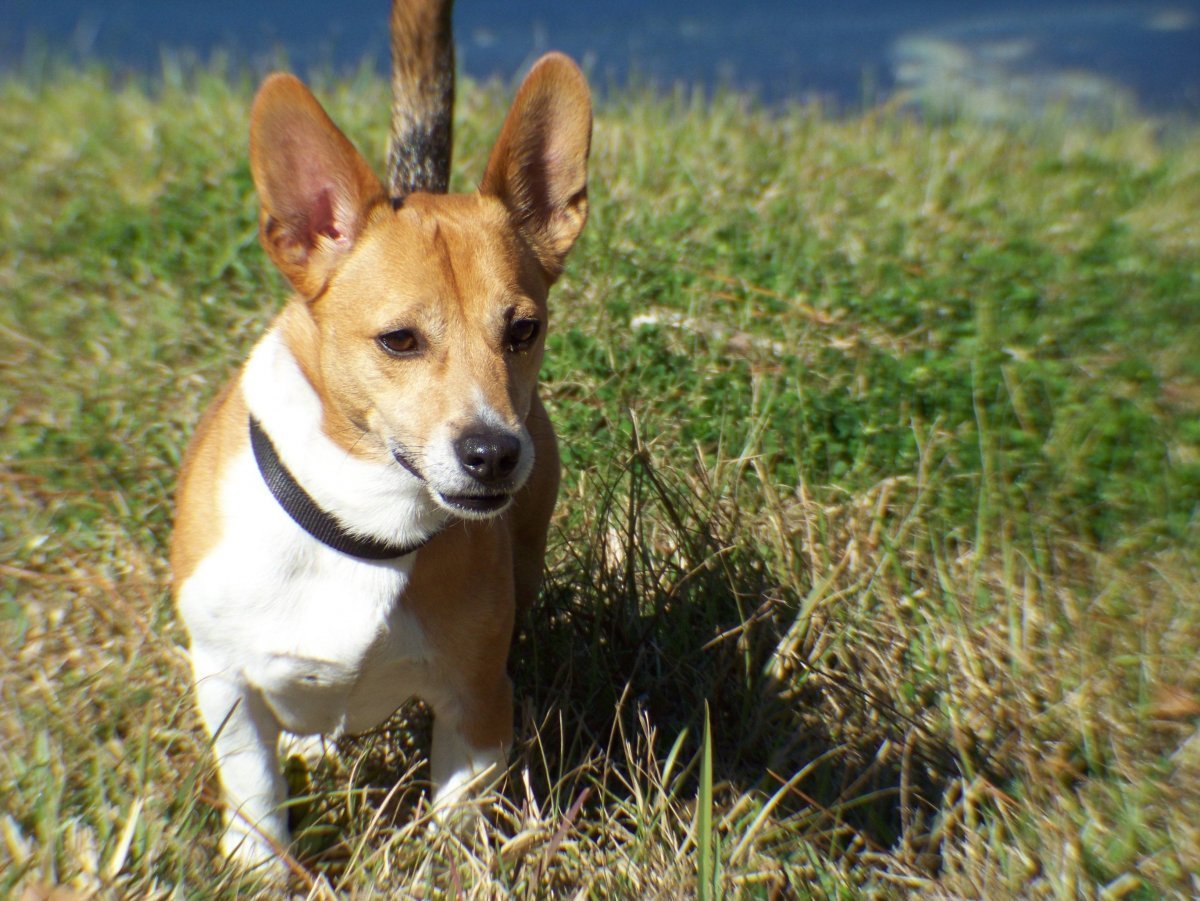 Метис корги и чихуахуа