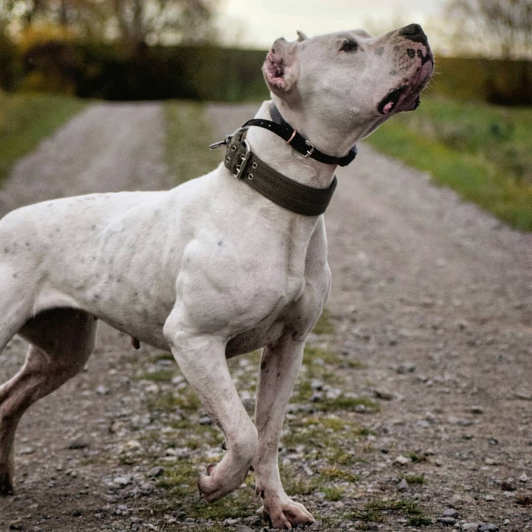 Аргентинский дог, мастиф