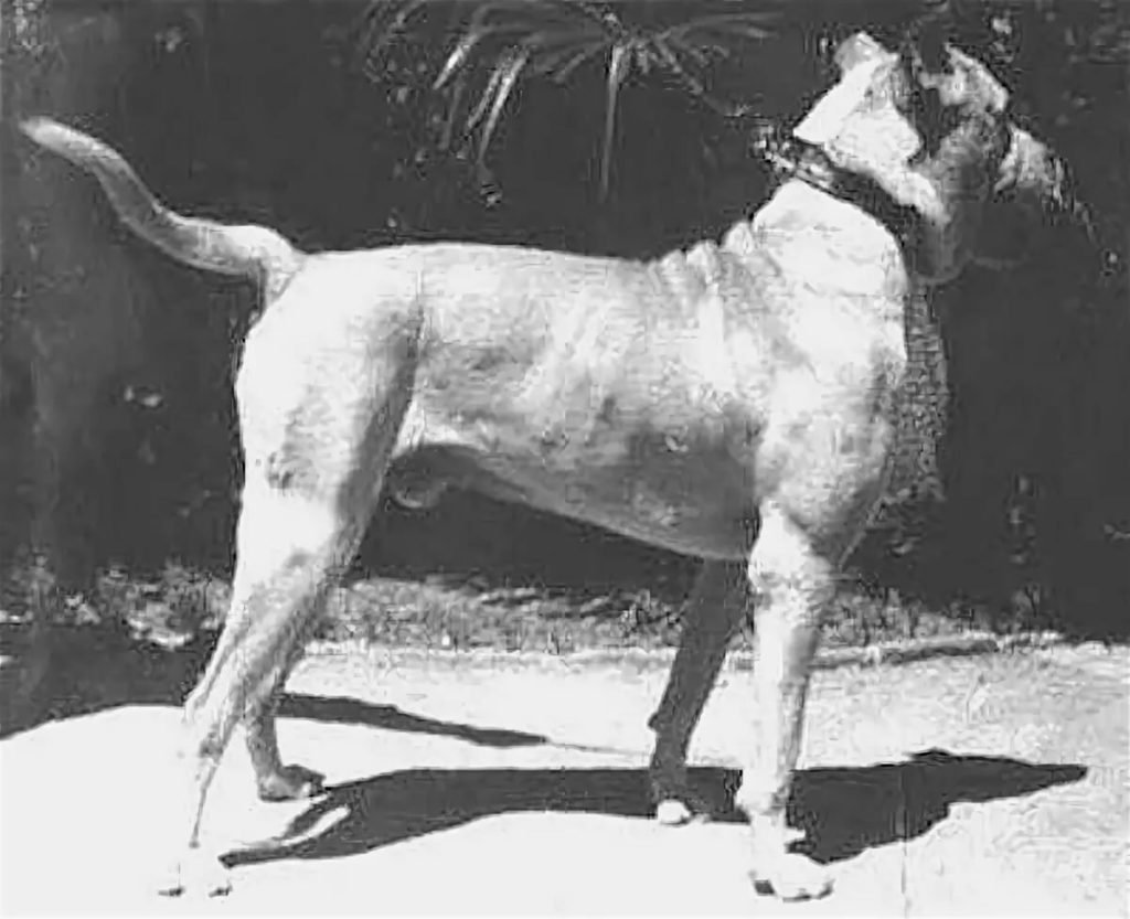 Кордовская Бойцовая