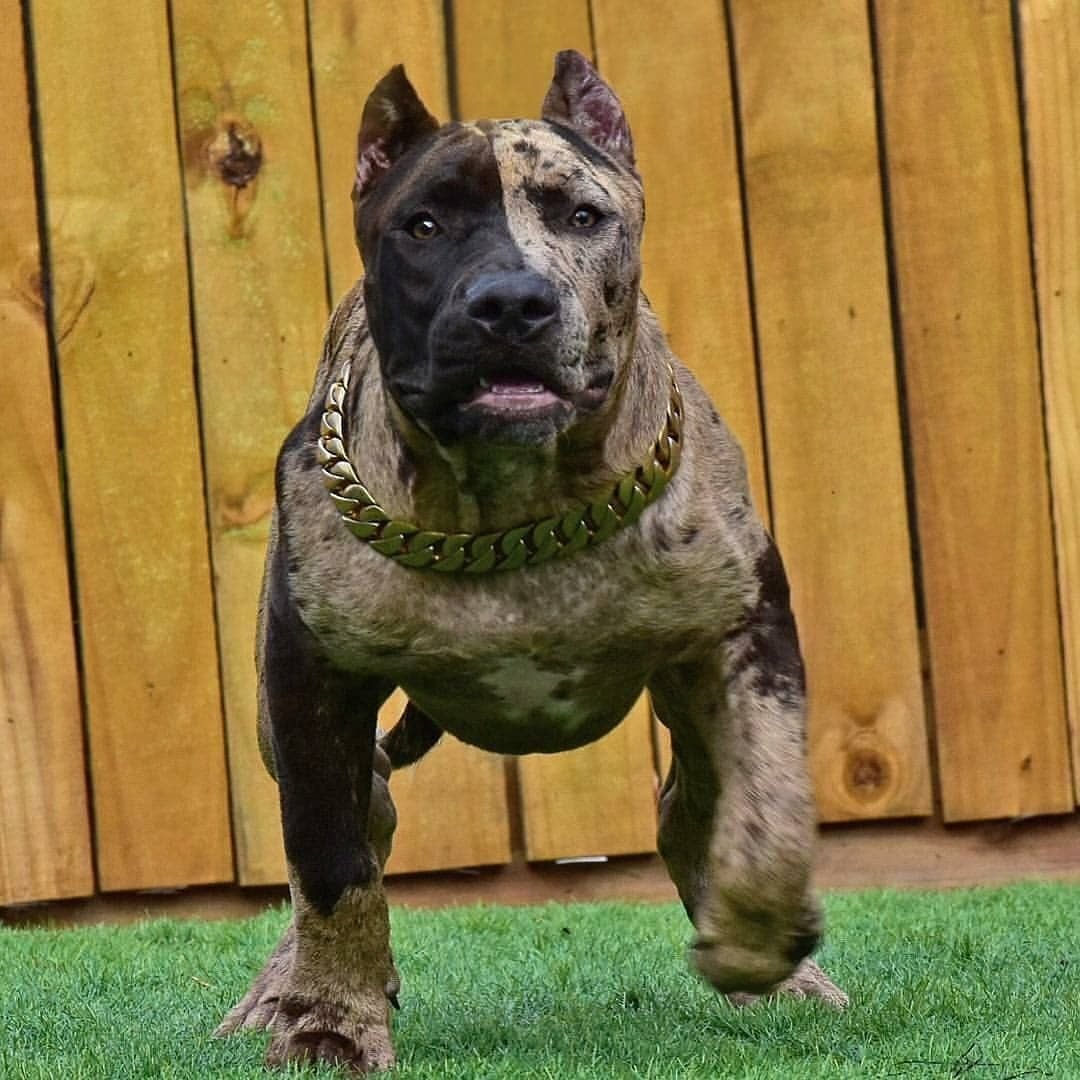 Бойцовский бультерьер