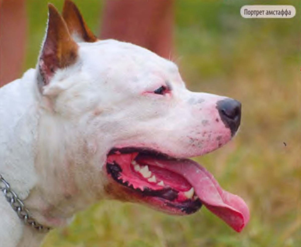 Американский питбультерьер ч