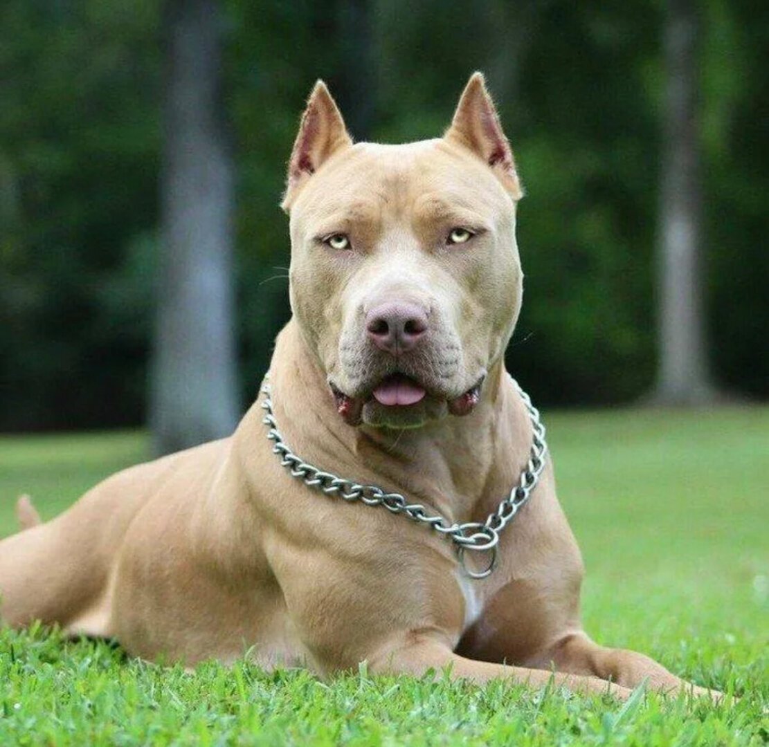 Американский питбультерьер