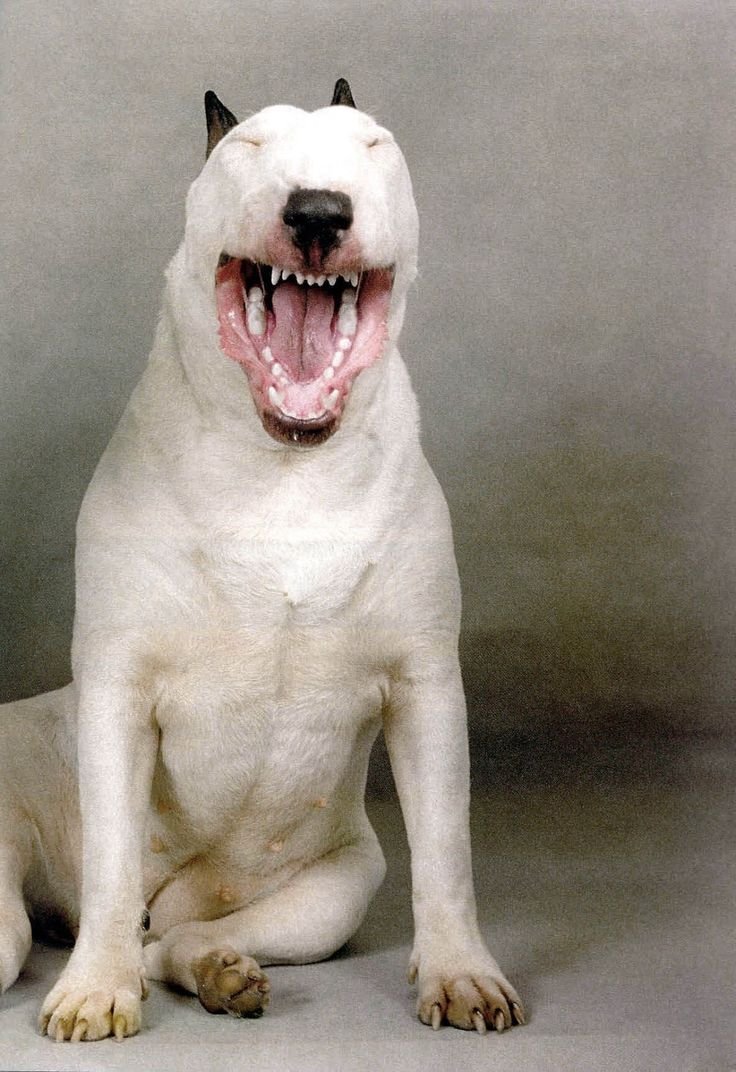 Кангал питбуль Доберман