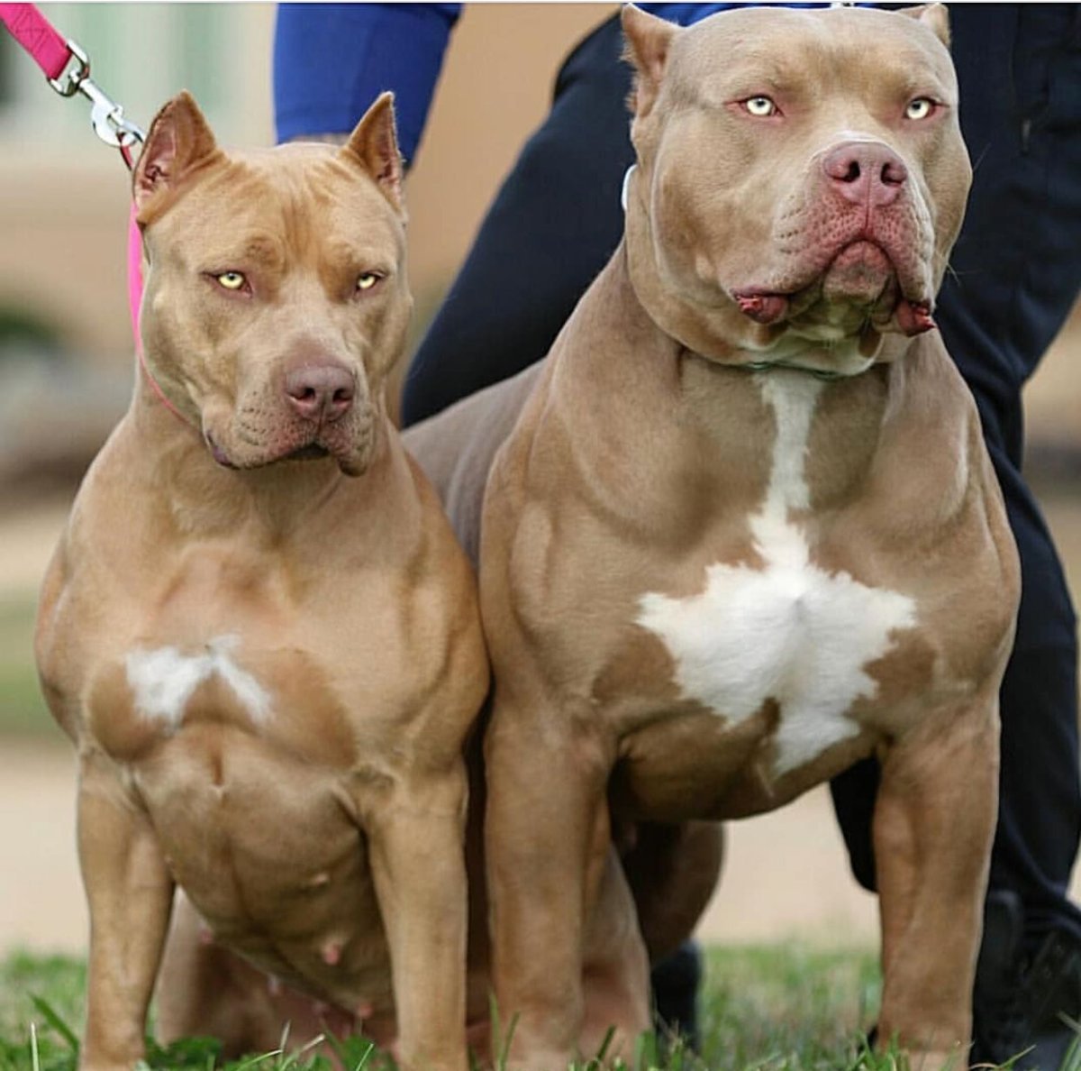 Булли терьер