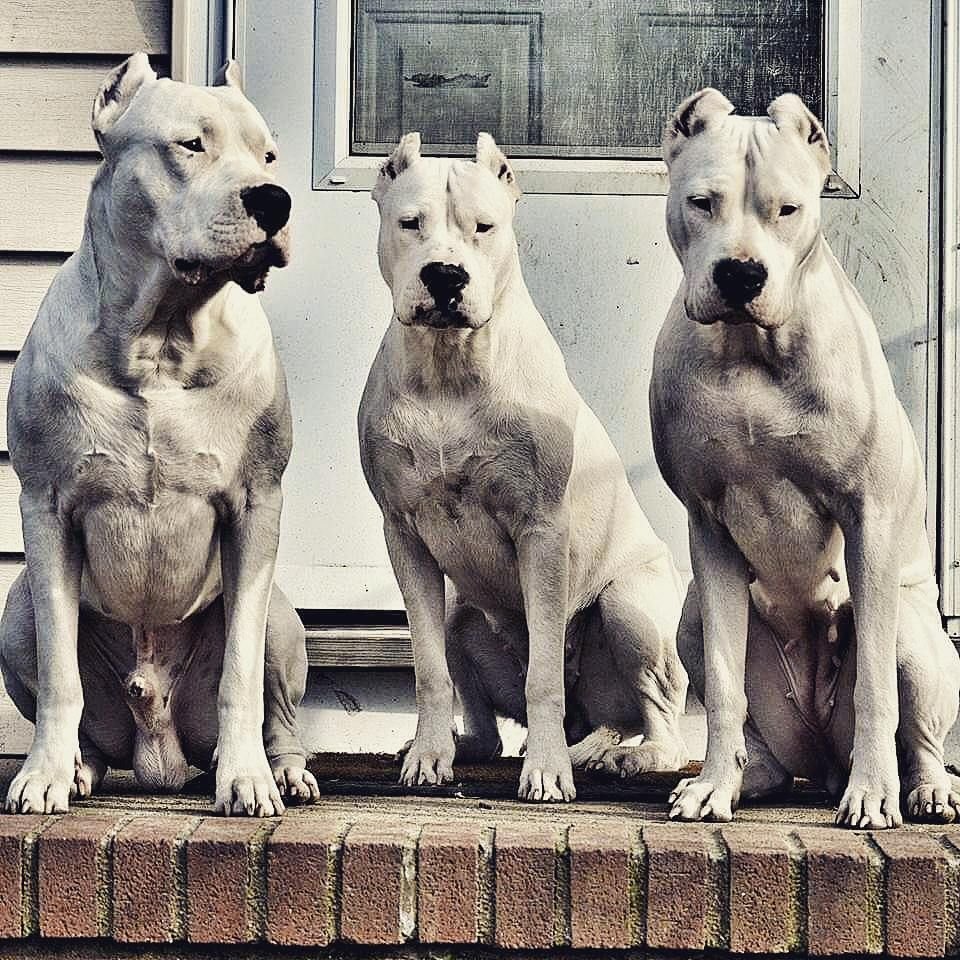 Аргентинский дог и Кане Корсо