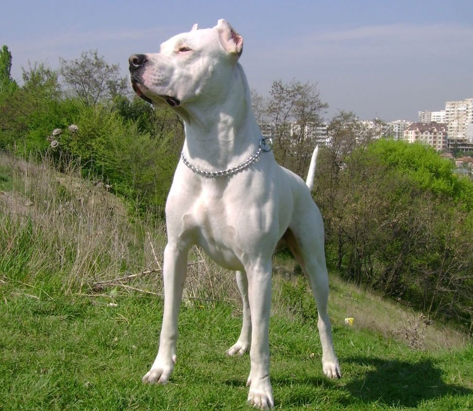 Аргентинский дог, мастиф