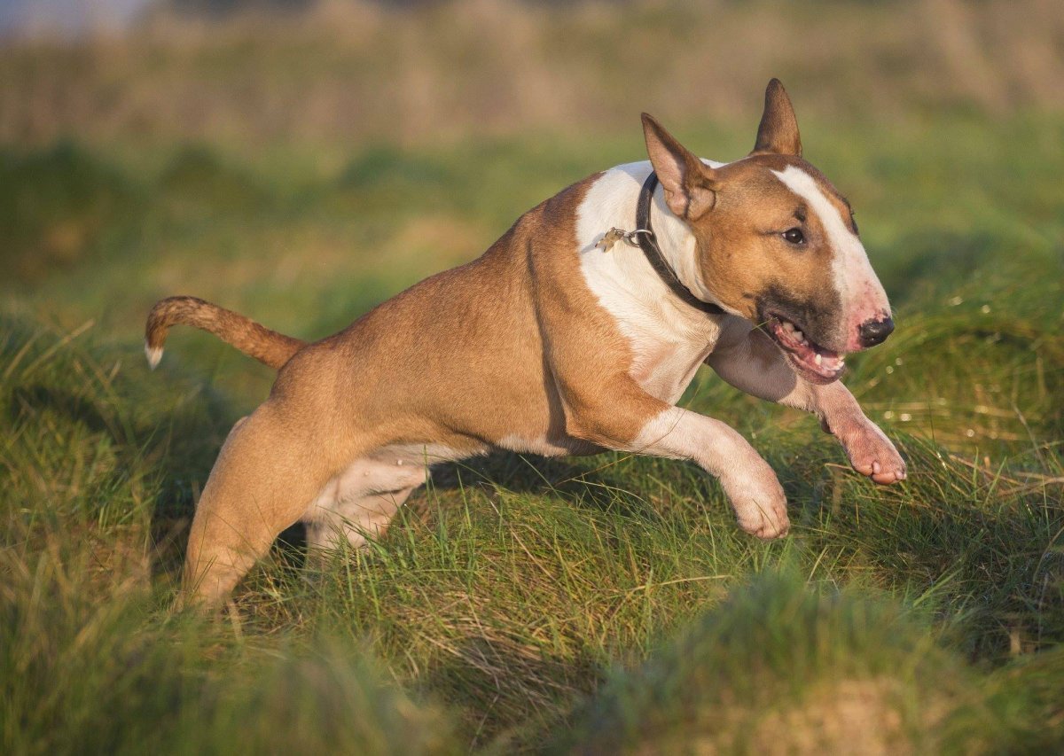 Греческий мастиф