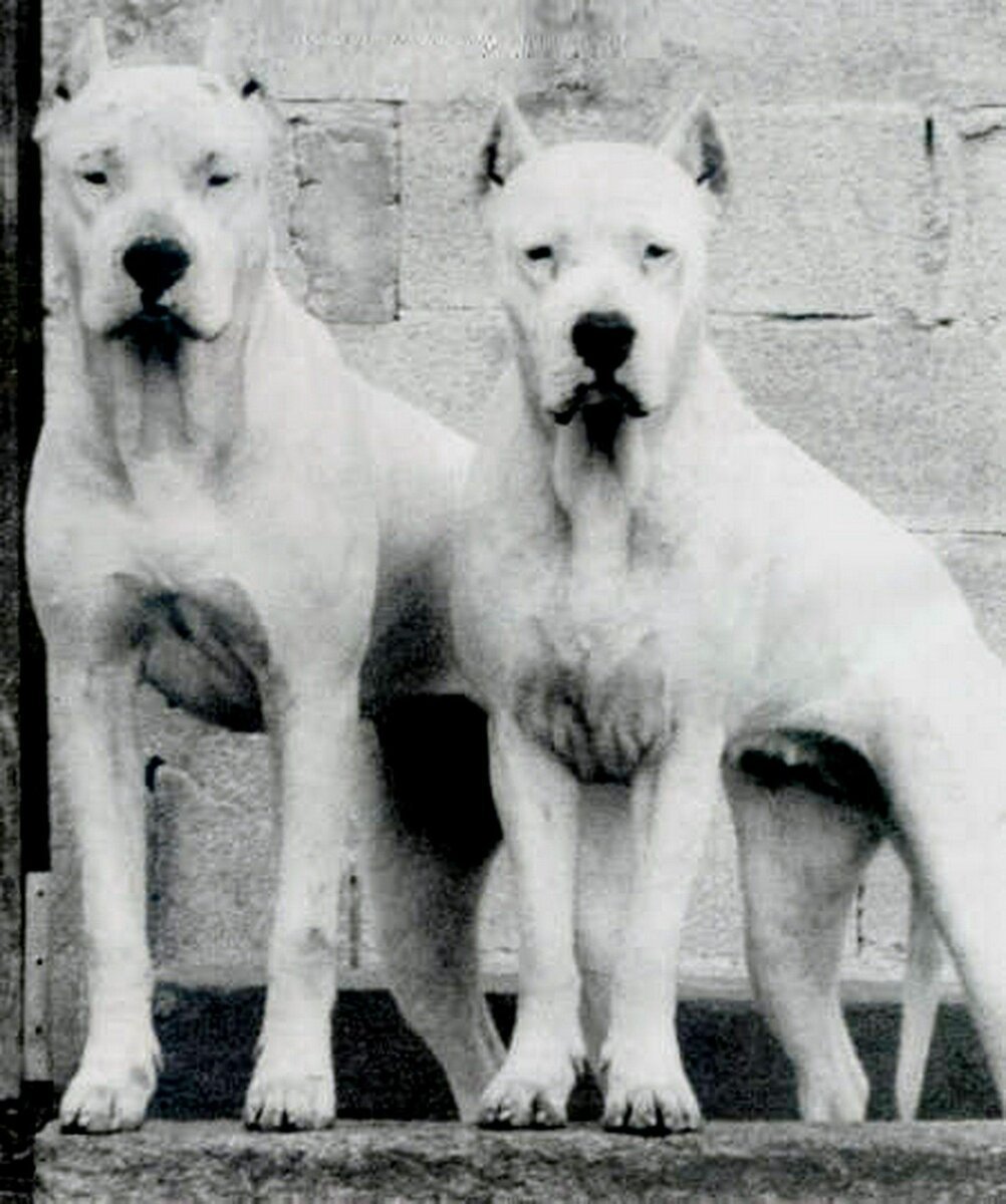 Кордовская бойцовская собака