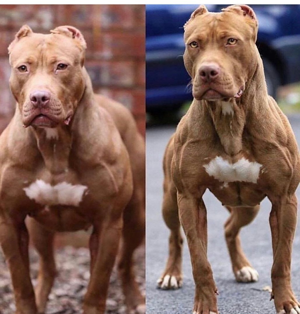 Собака без носа бойцовская