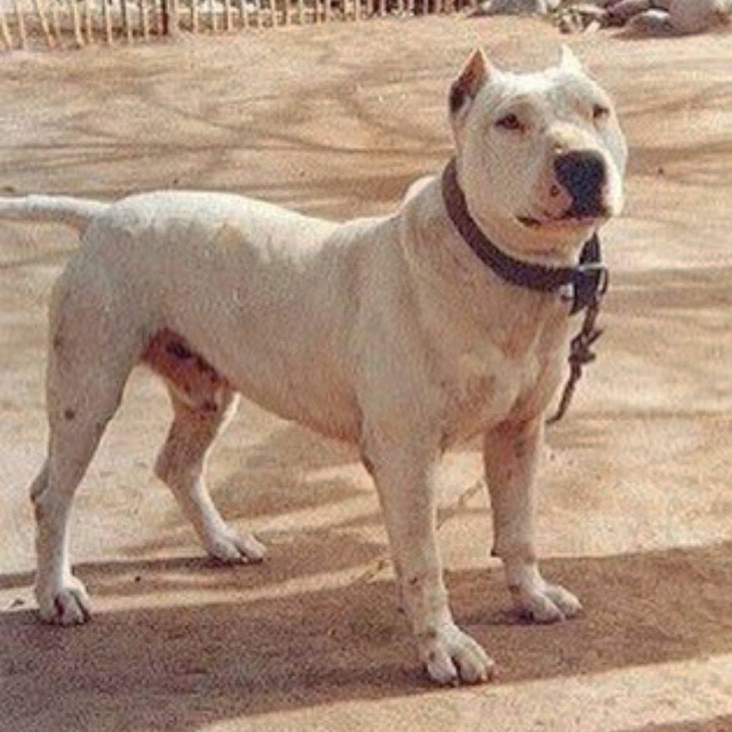 Кордовская Бойцовая собака