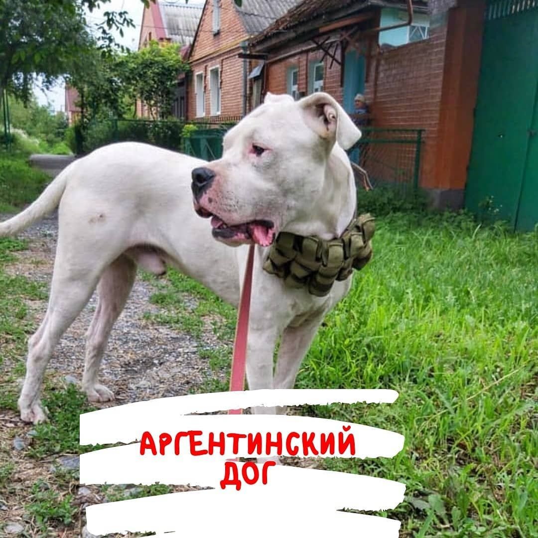 Американский стаффордширский терьер скалится