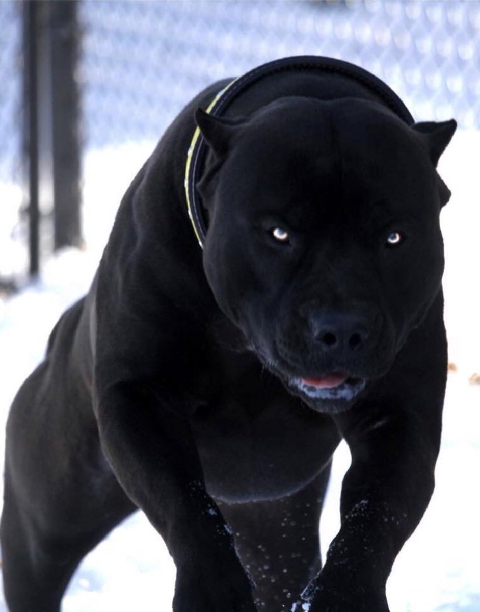 Мини бультерьер тигровый