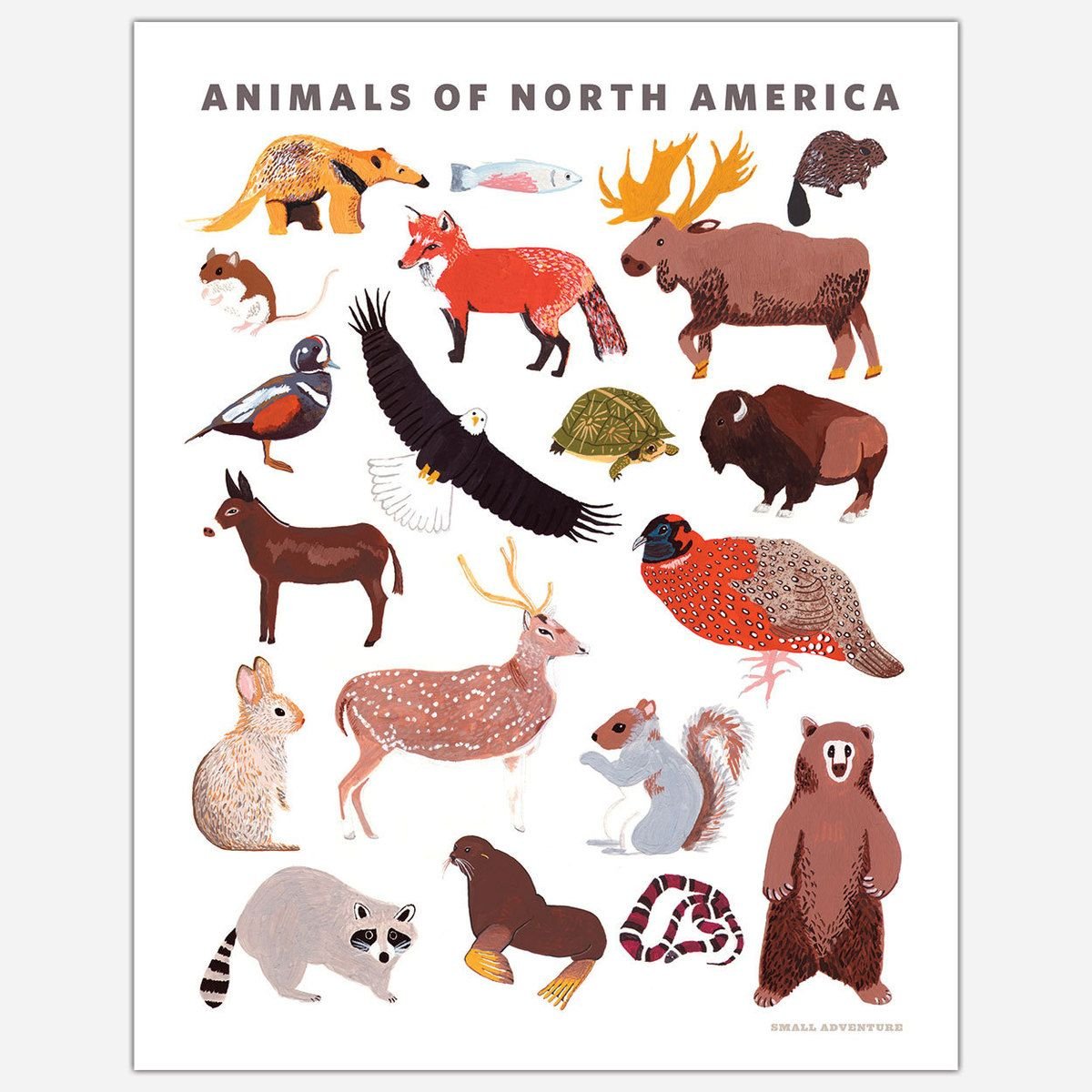 Кто живет в южной америке животные. Животные Северной Америки. Животные Северной Америки для детей. Животные Северной и Южной Америки. Животные Северной и Южной Америки для детей.