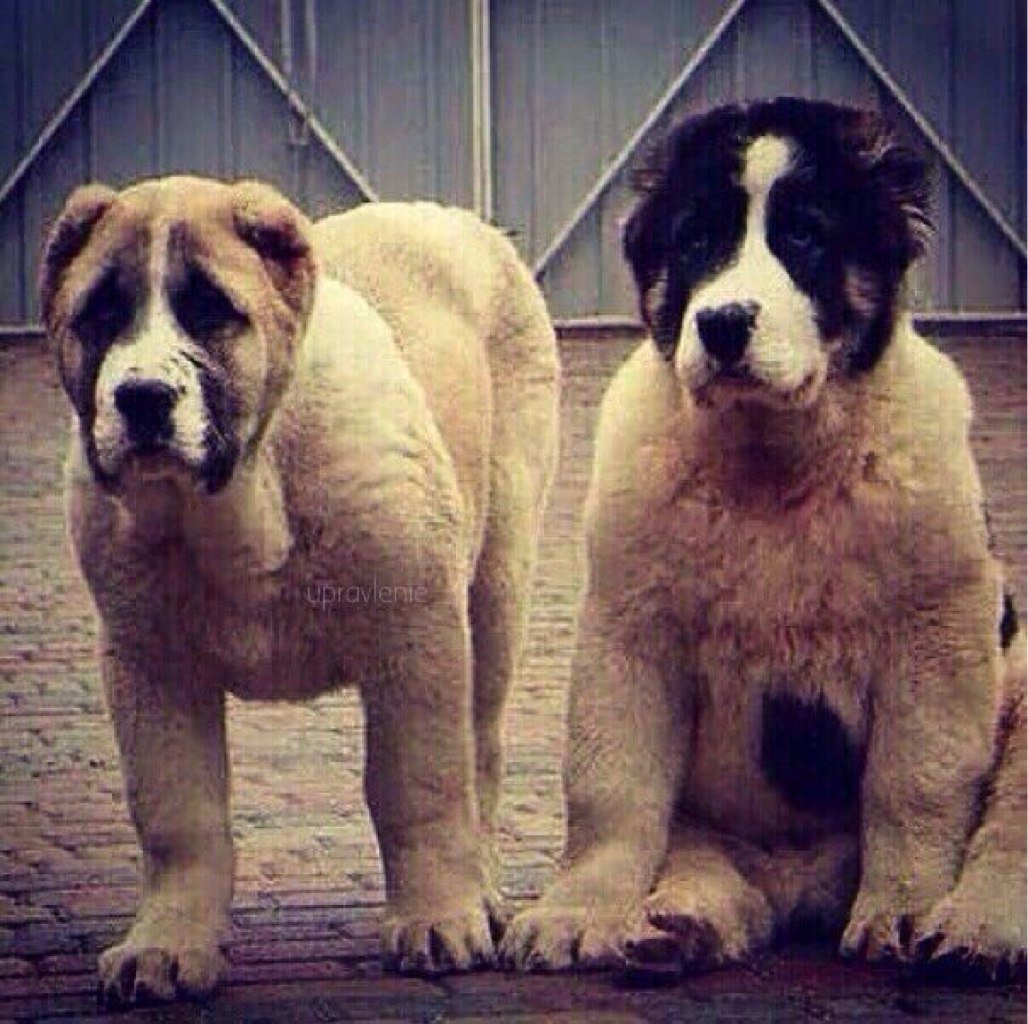 Волкодав Среднеазиатская овчарка алабай