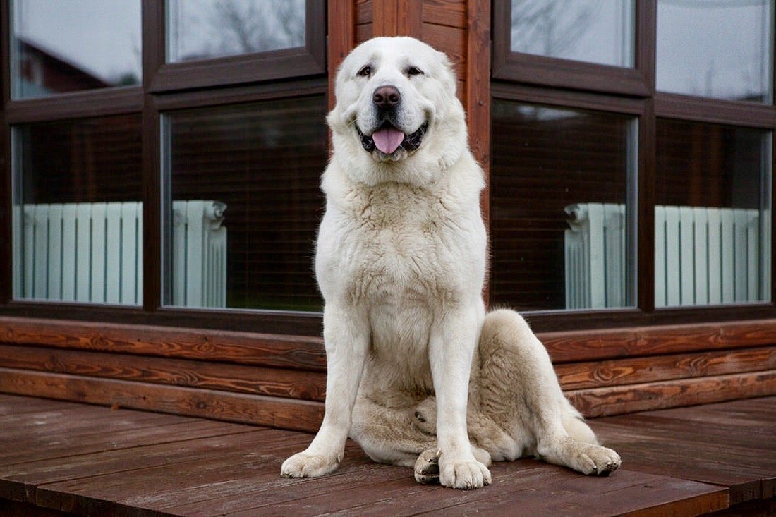 Среднеазиатская овчарка морда