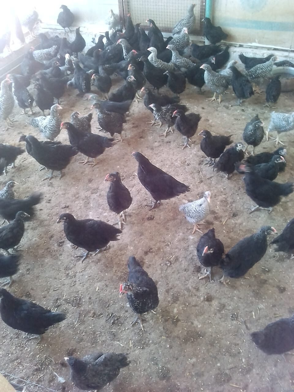 Черно пестрые цыплята