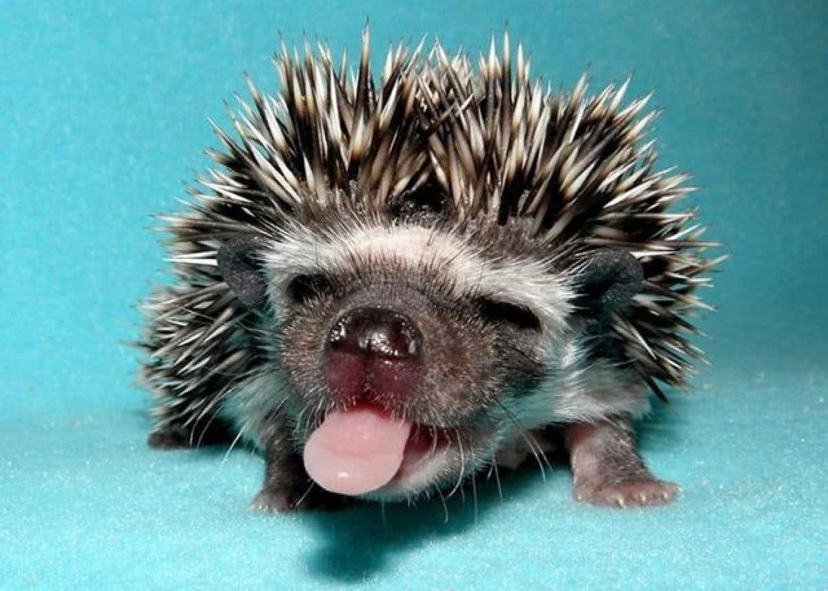 Ушастый ёж домашний