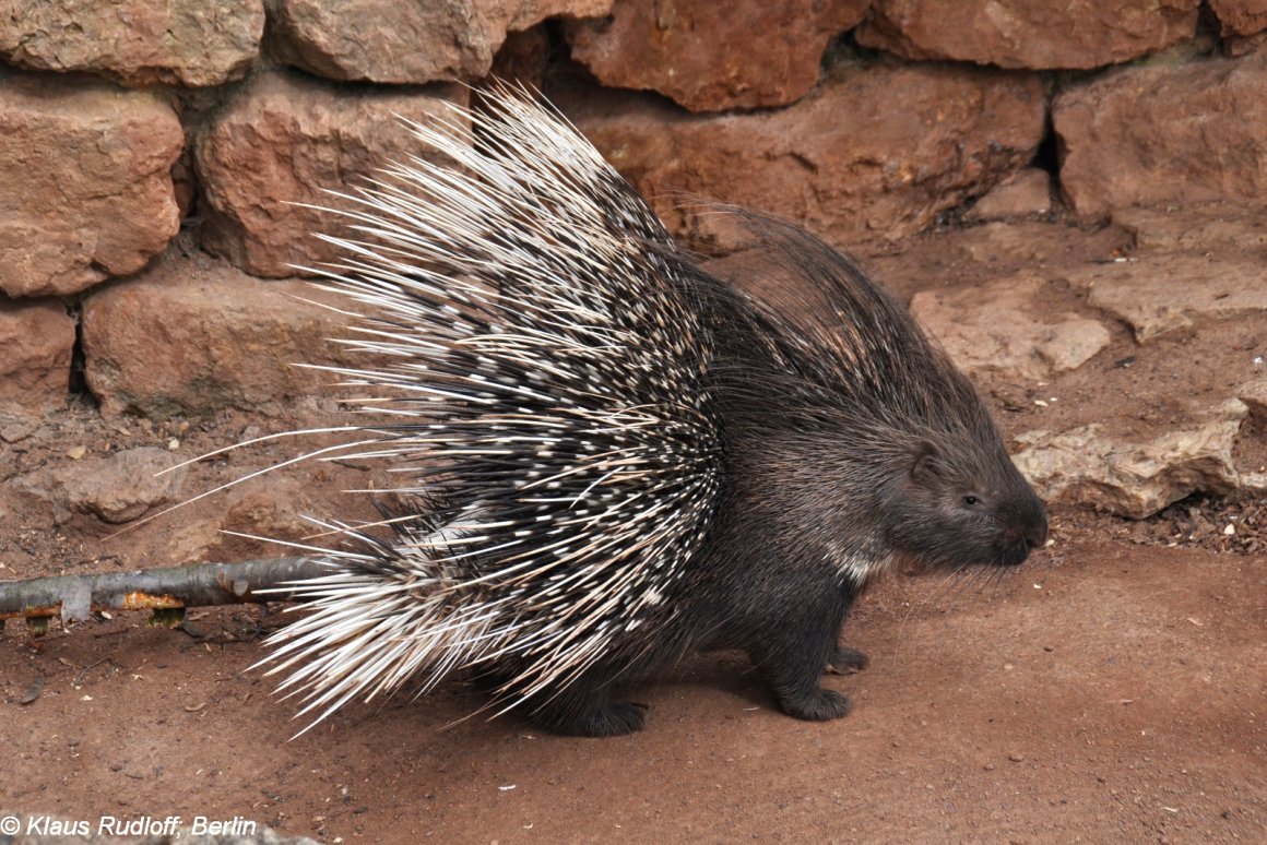 Дикобраз hystrix cristata