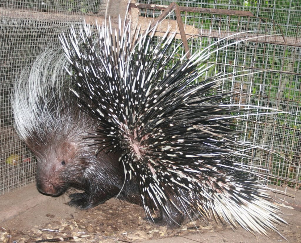 Ландак Дикобраз