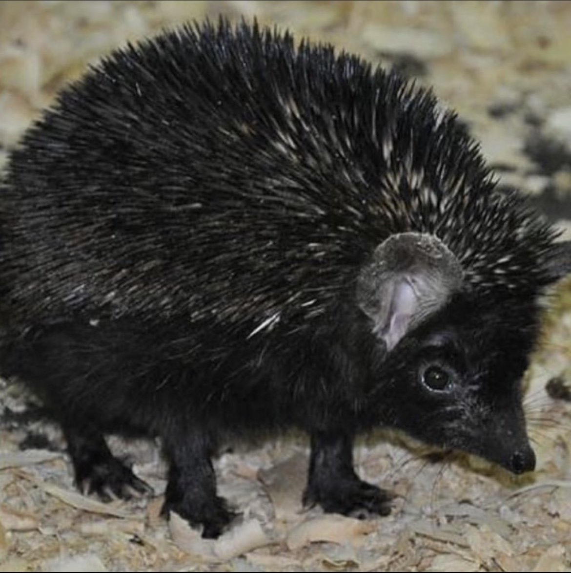 Еж с ежатами