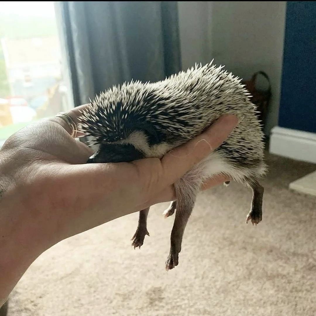 Яванский Дикобраз