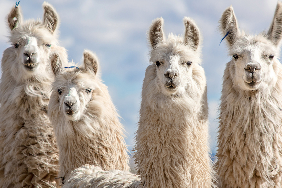 Альпака Южная Америка