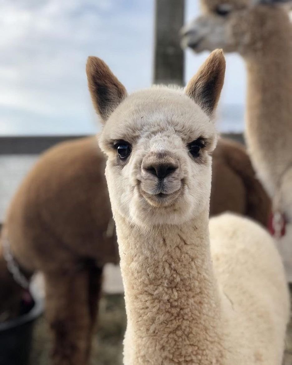 Лама альпака гуанако