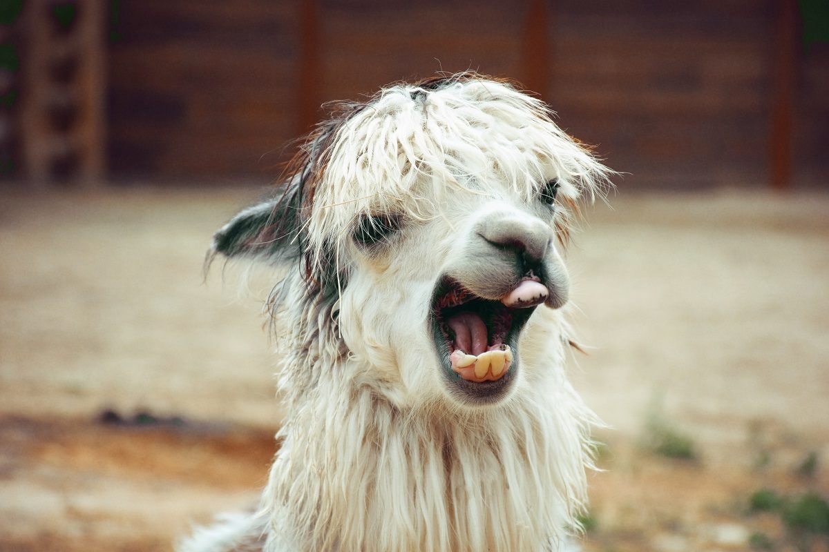 Альпака улыбается зубами