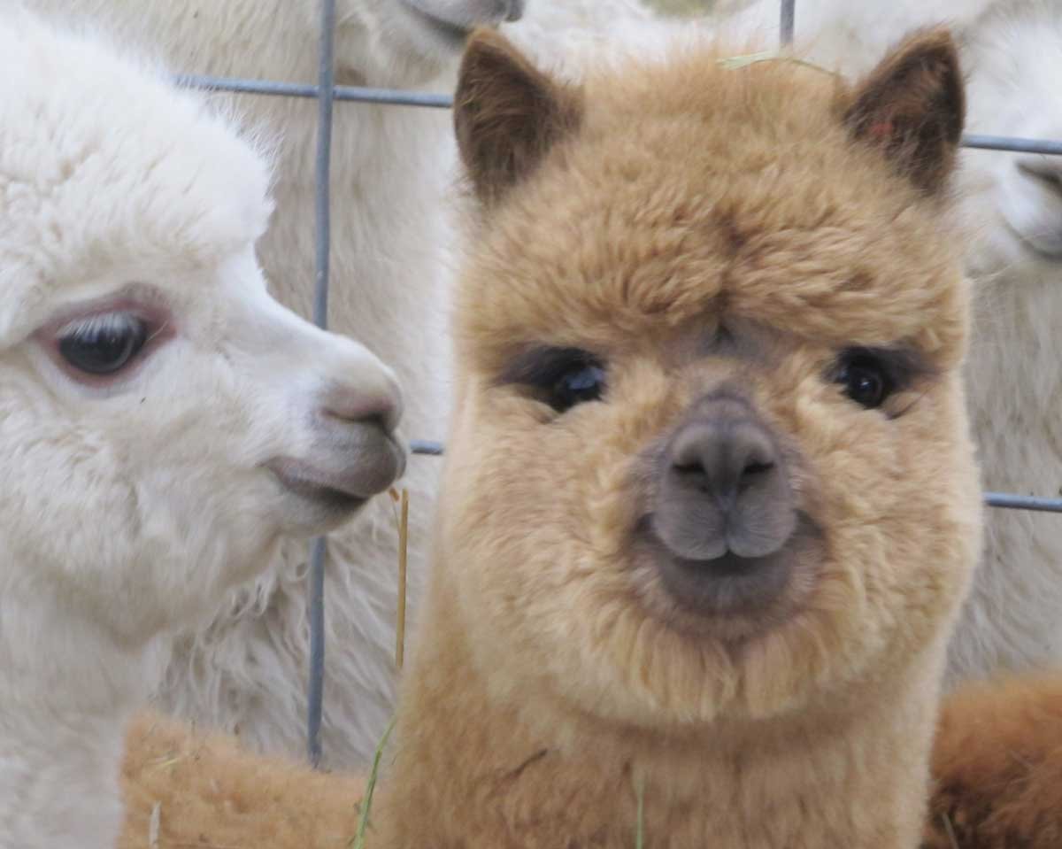 Альпака детеныш