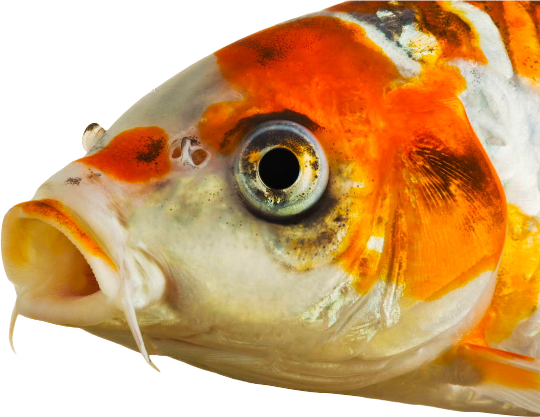 Ем глаза рыбы. Глаз рыбы. Голова рыбы. Рыбий глаз. Рыбьи головы.