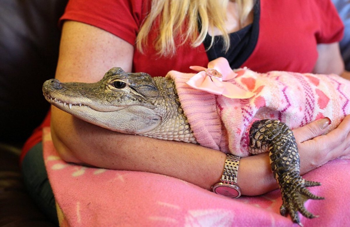 Нильский крокодил домашний