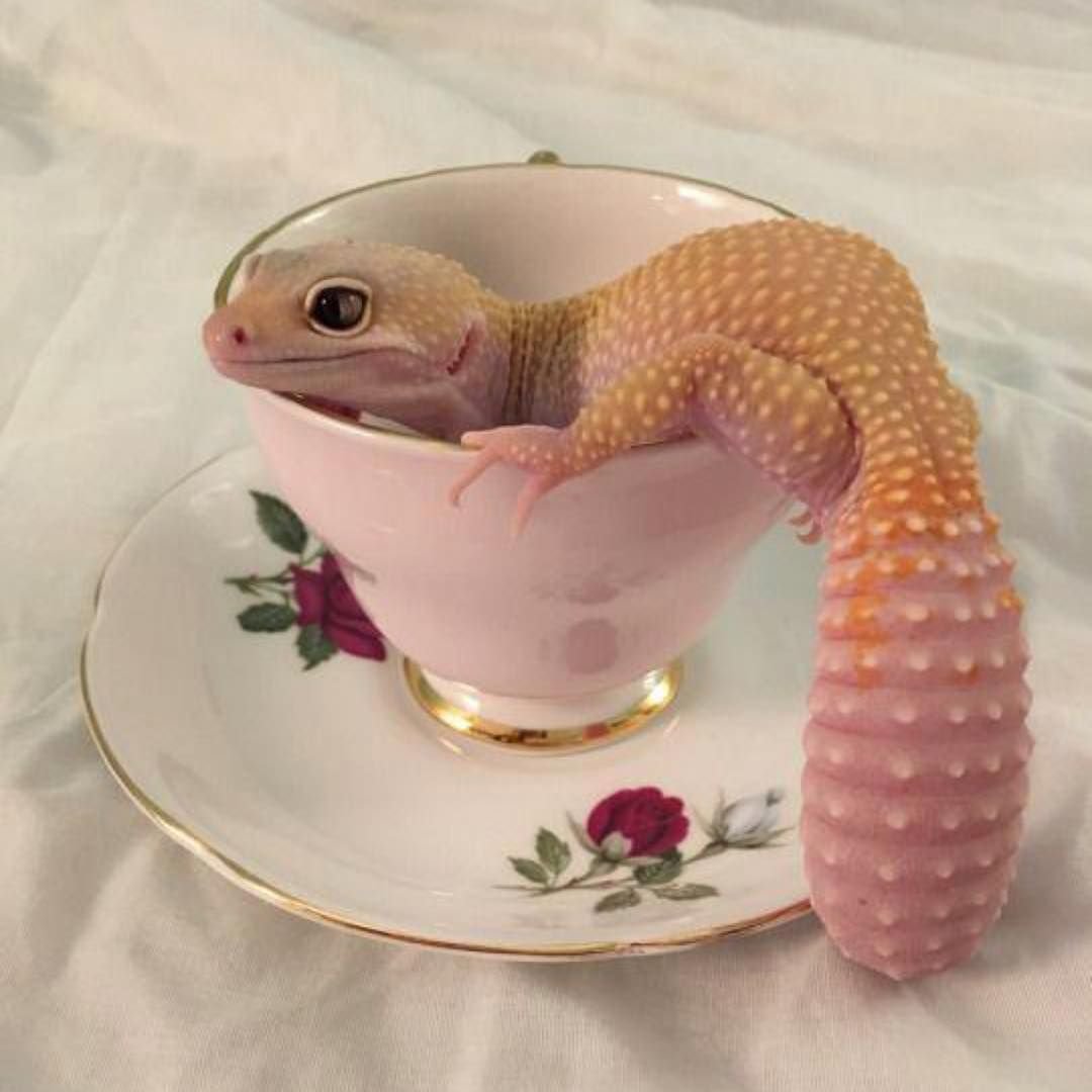 Геккон эублефар розовый