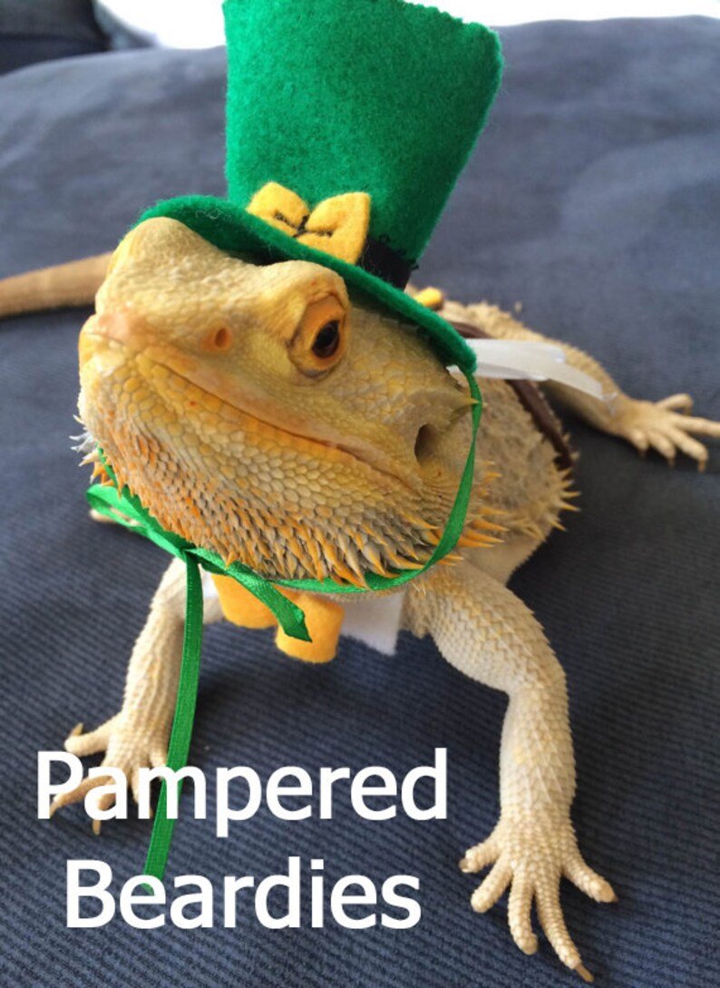 Бородатая агама хамелеон