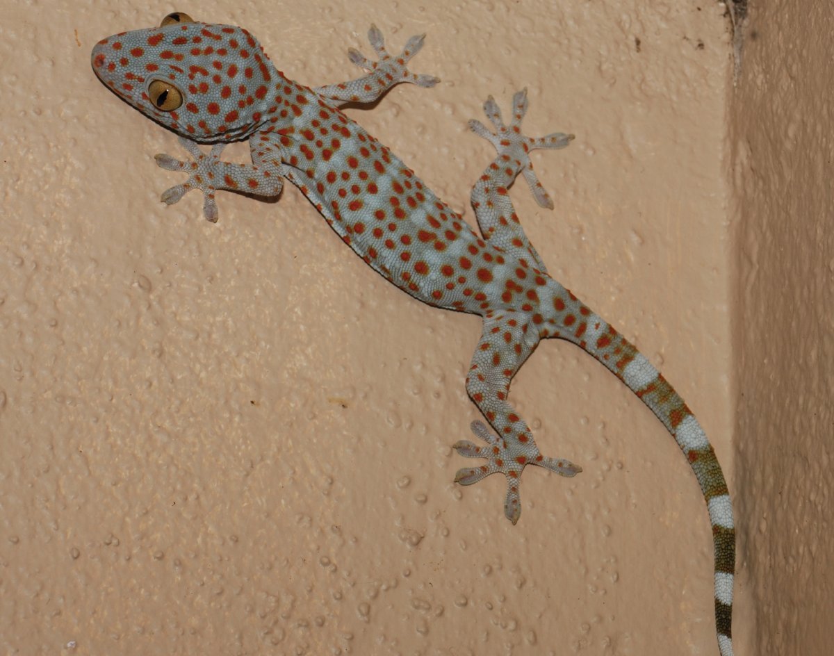 Геккон Сардиния