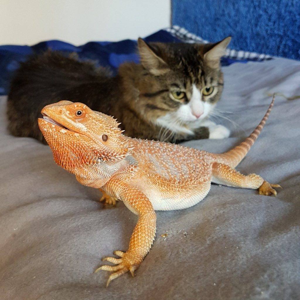 Бородатая агама домашняя