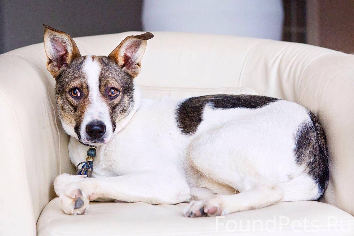 Метис Джек Рассела и чихуахуа