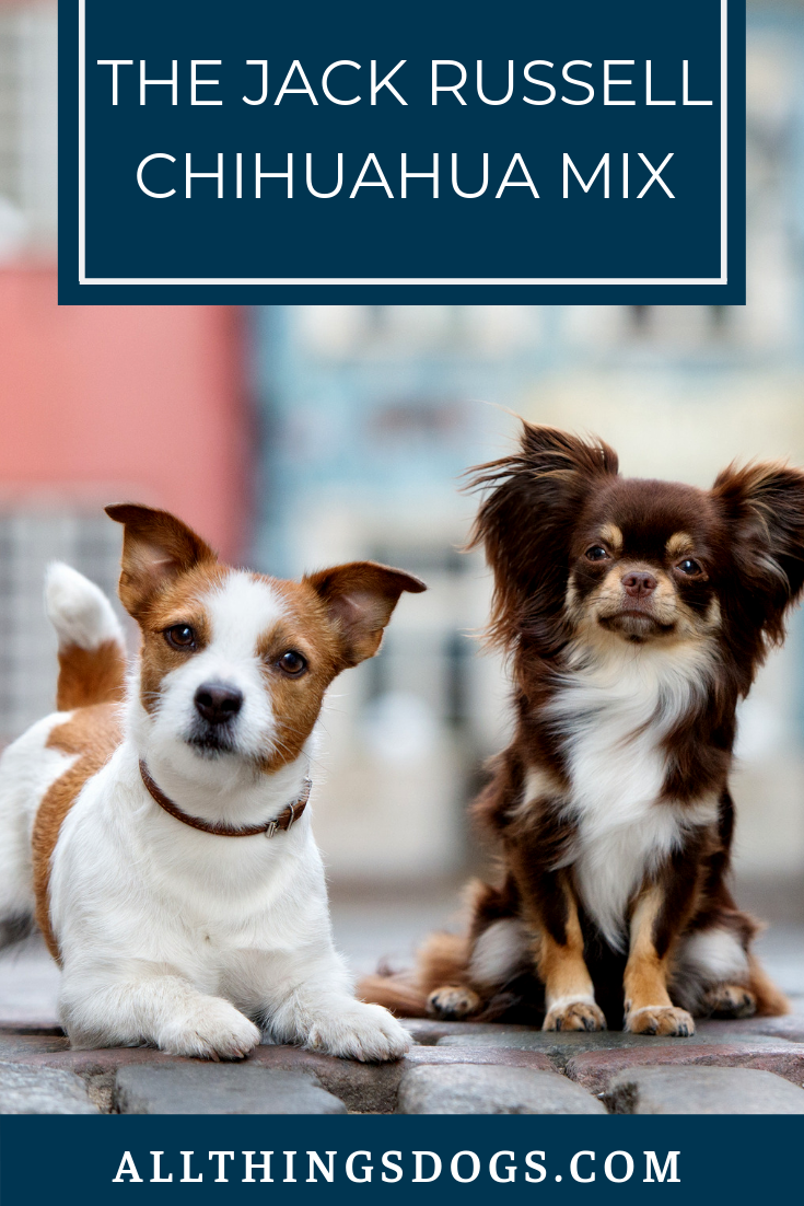 Джек Рассел Бигль корги