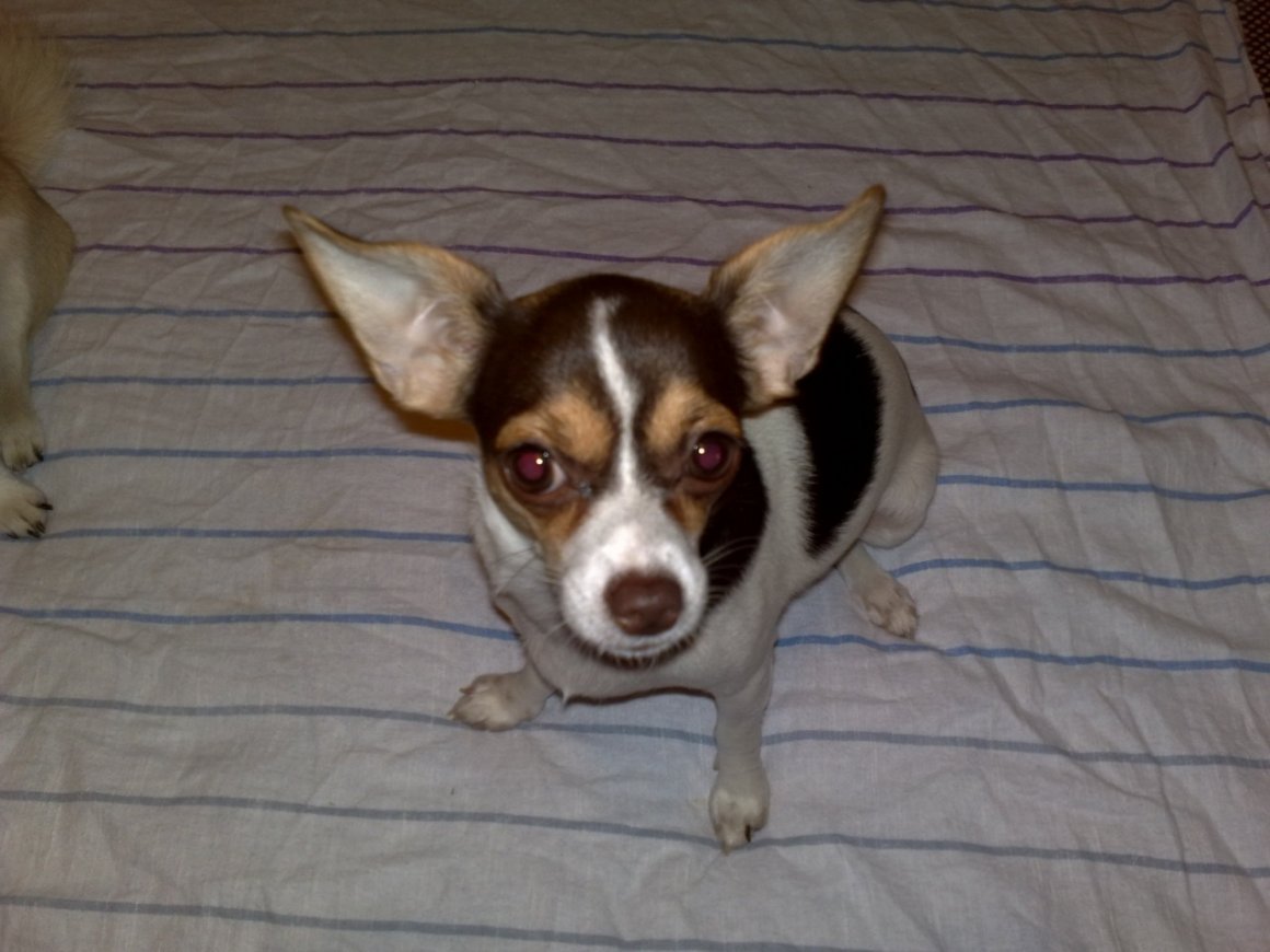 Метис Джек Рассела