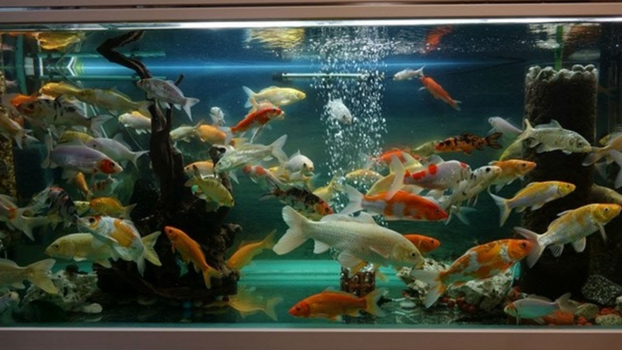 Определите какие организмы живут в аквариуме. Карп кои аквариумный. Карпы кои в аквариуме. Карп кои в аквариуме 500 литров. Аквариум 100 литров для Карпов кои.