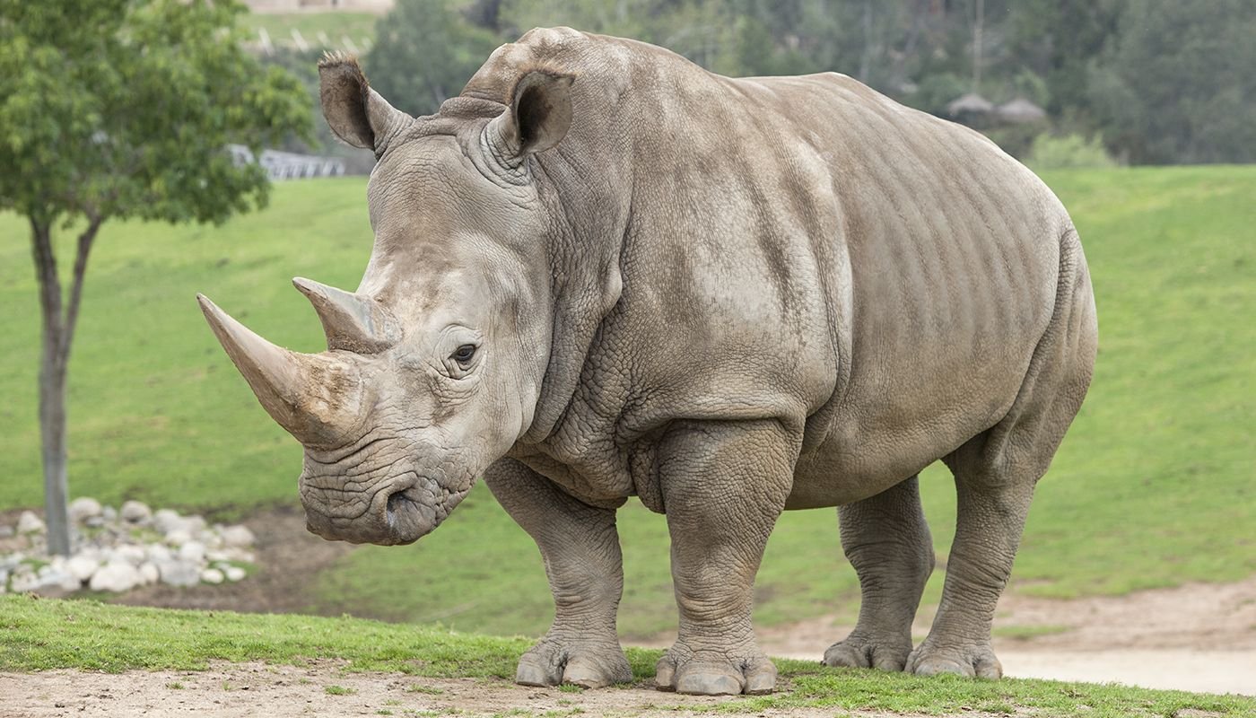 Изображения носорога. Белый носорог. Изображение носорога. Носорог взрослый. Белый гигантский носорог.
