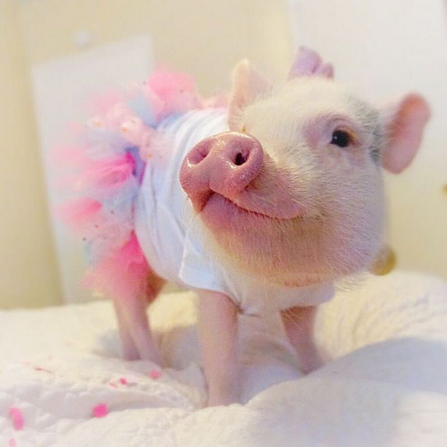 Мини Пигги Свинка