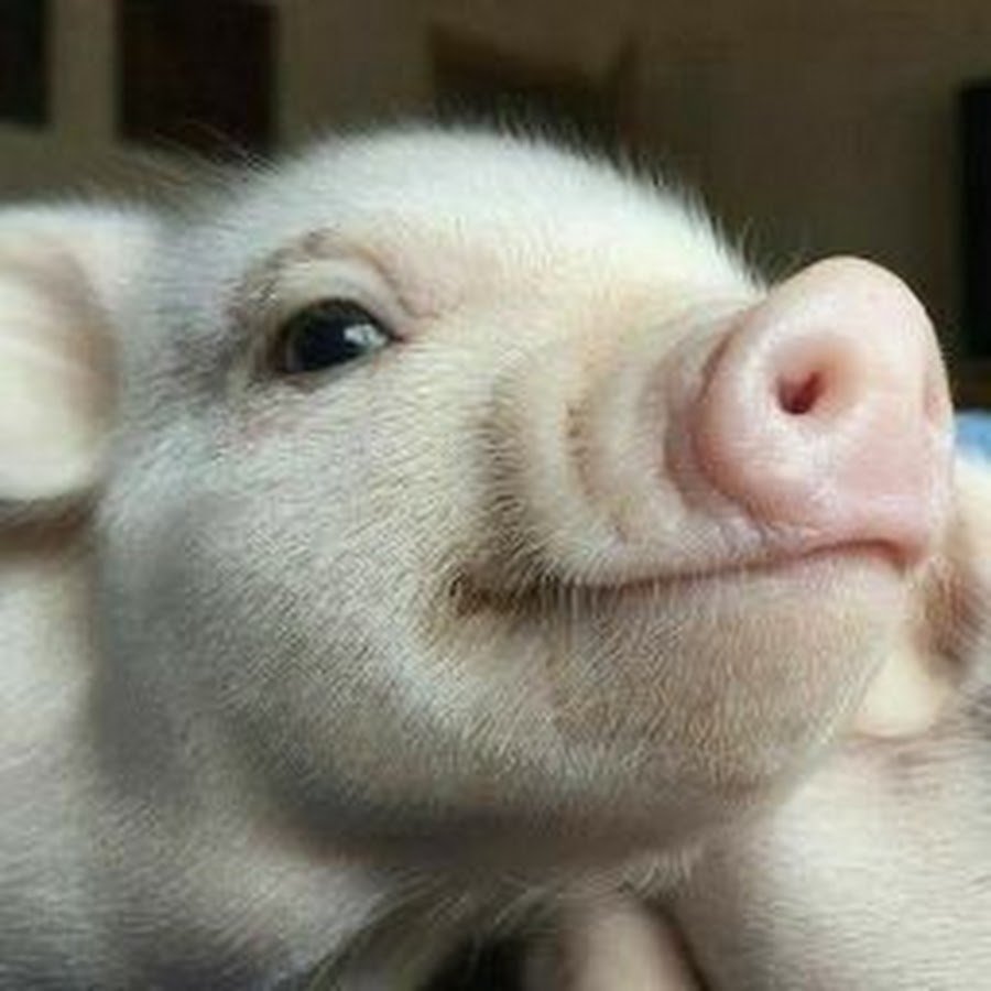 Поросенок улыбается