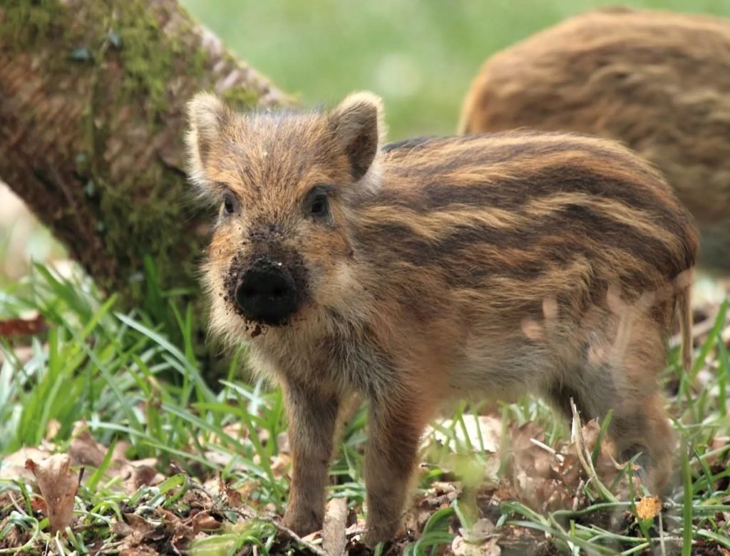 Дикие кабанчики полосатые