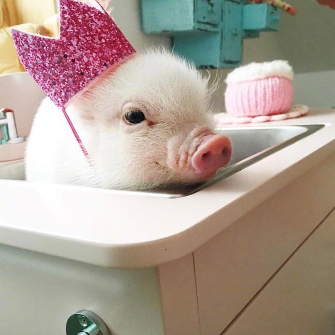 Поросята мини Пиги