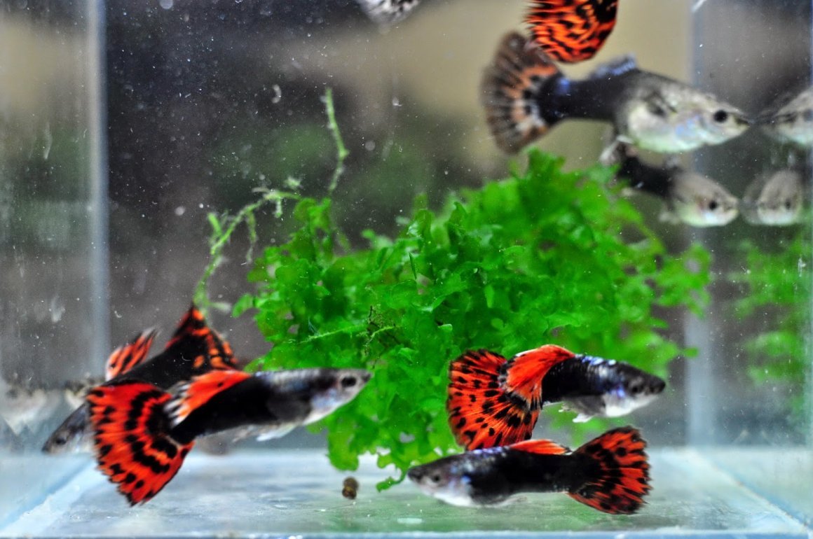 Гуппи рыбки самки и самцы