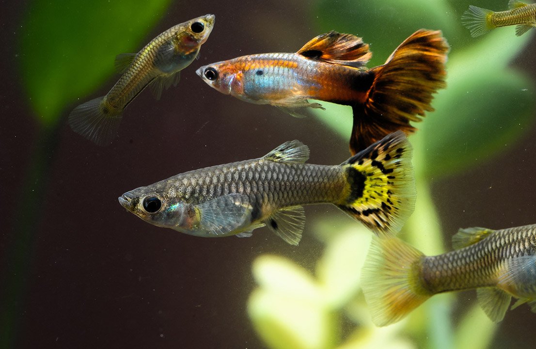 Гуппи Эндлера Голд