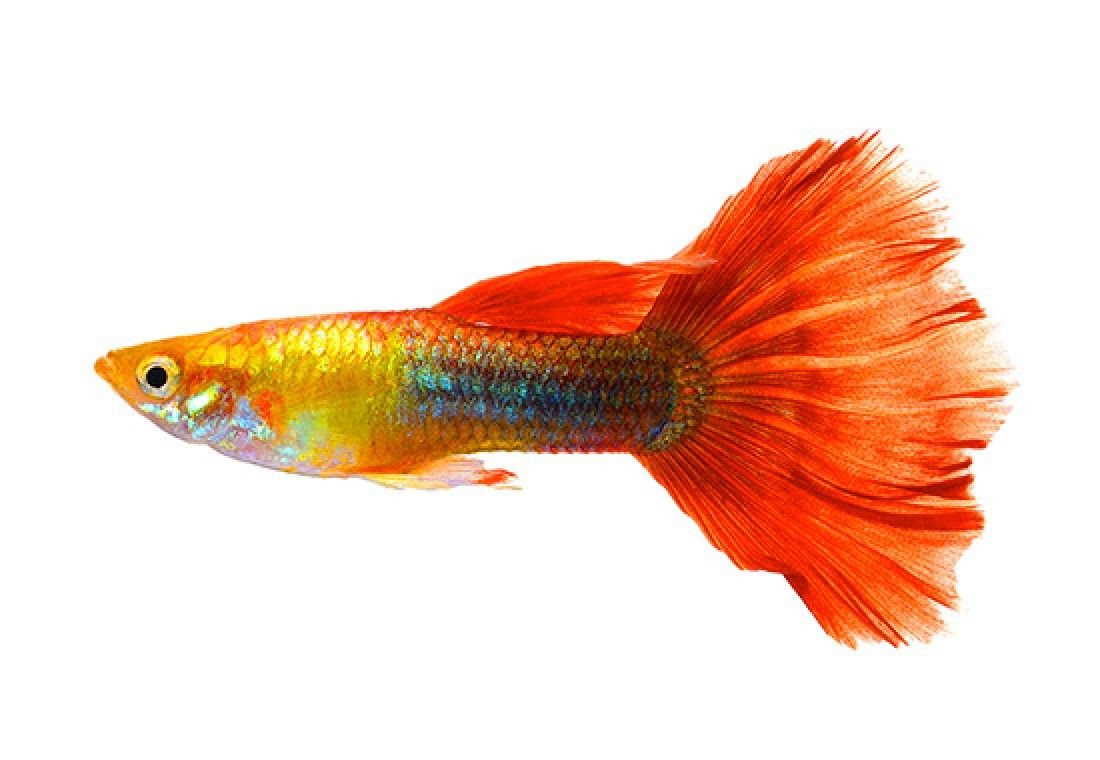 Гуппи красный блондин
