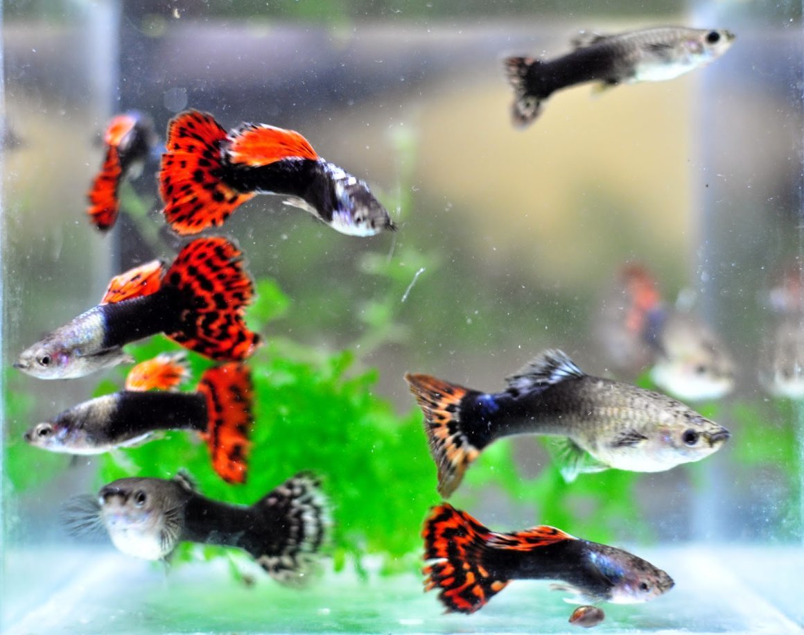 Гуппи самец и самка