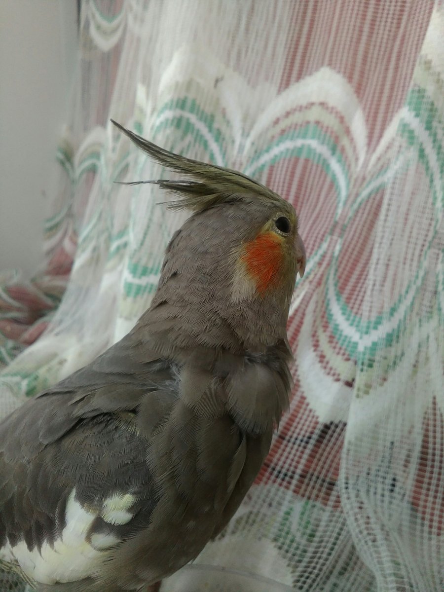 Корелла птенец